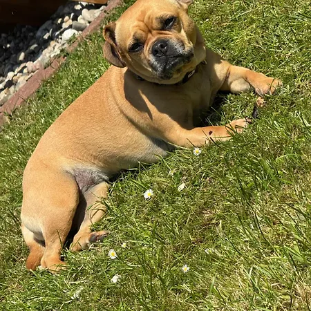 Apartment Elli's Stuuv